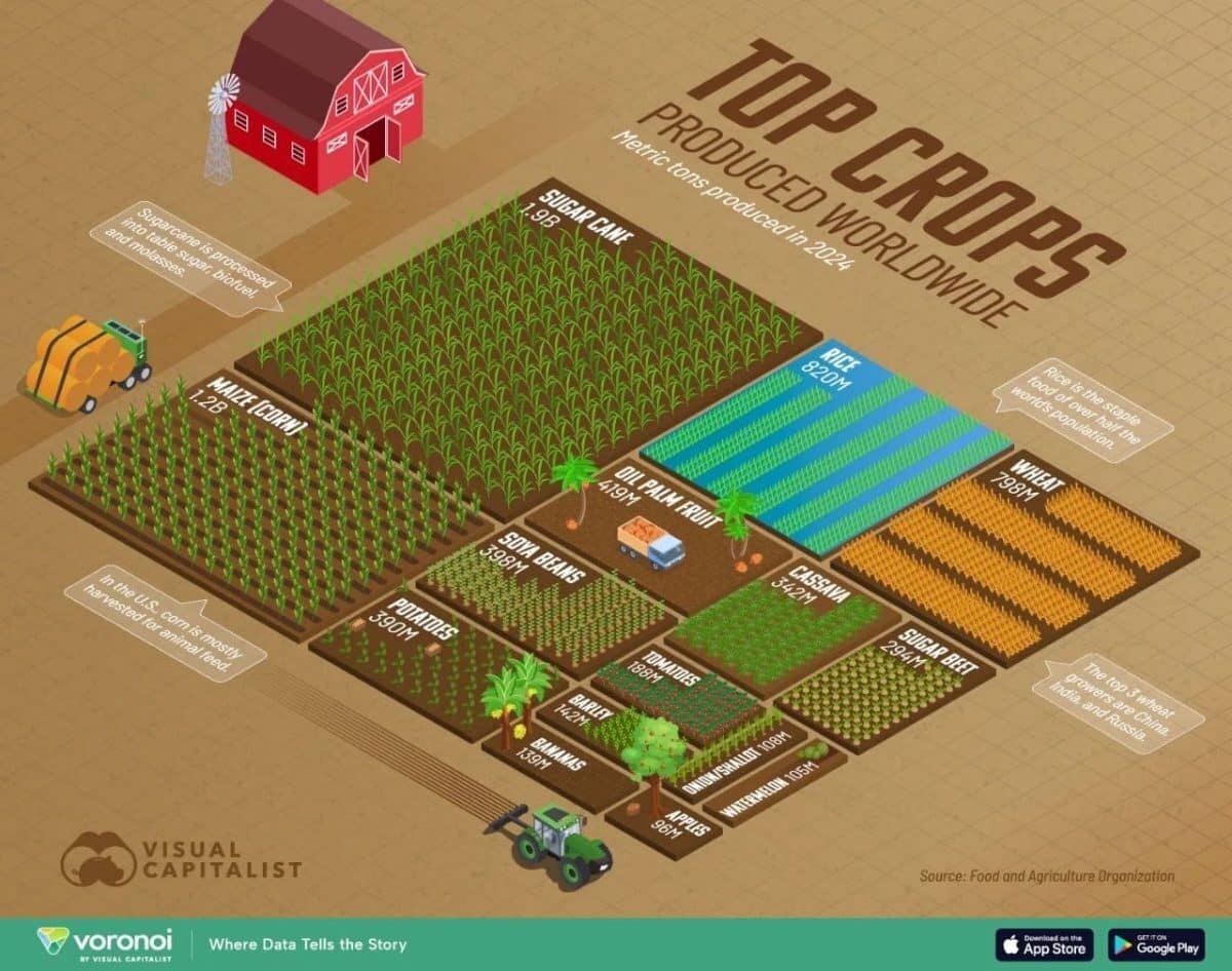    Рейтинг: самые массово выращиваемые сельскохозяйственные культуры в мире / © Visual Capitalist