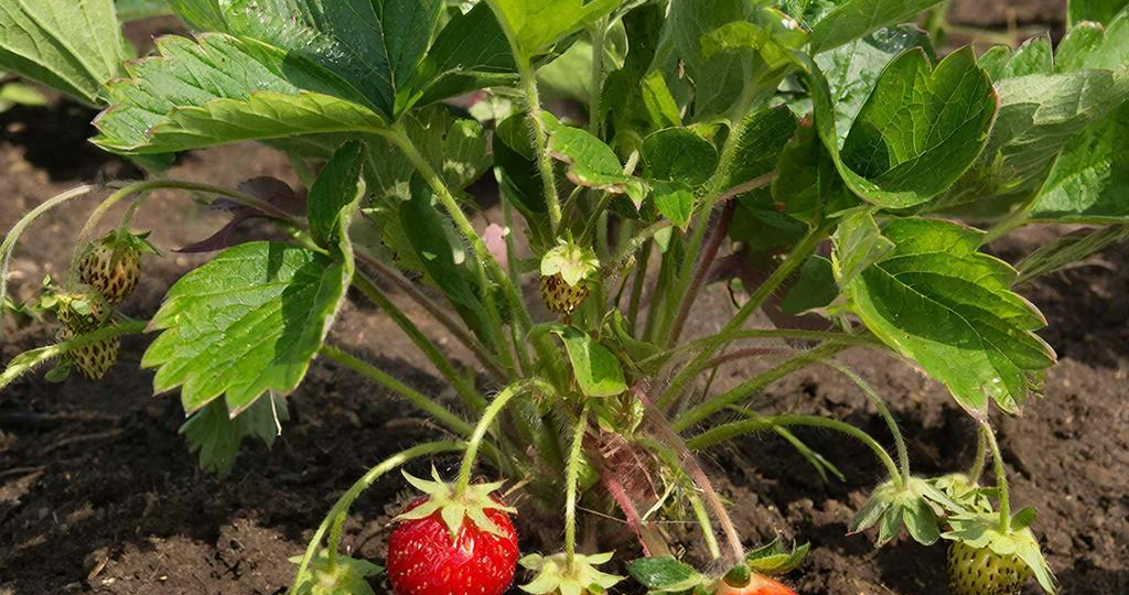 Весенняя подкормка клубники: первое меню для суперурожая