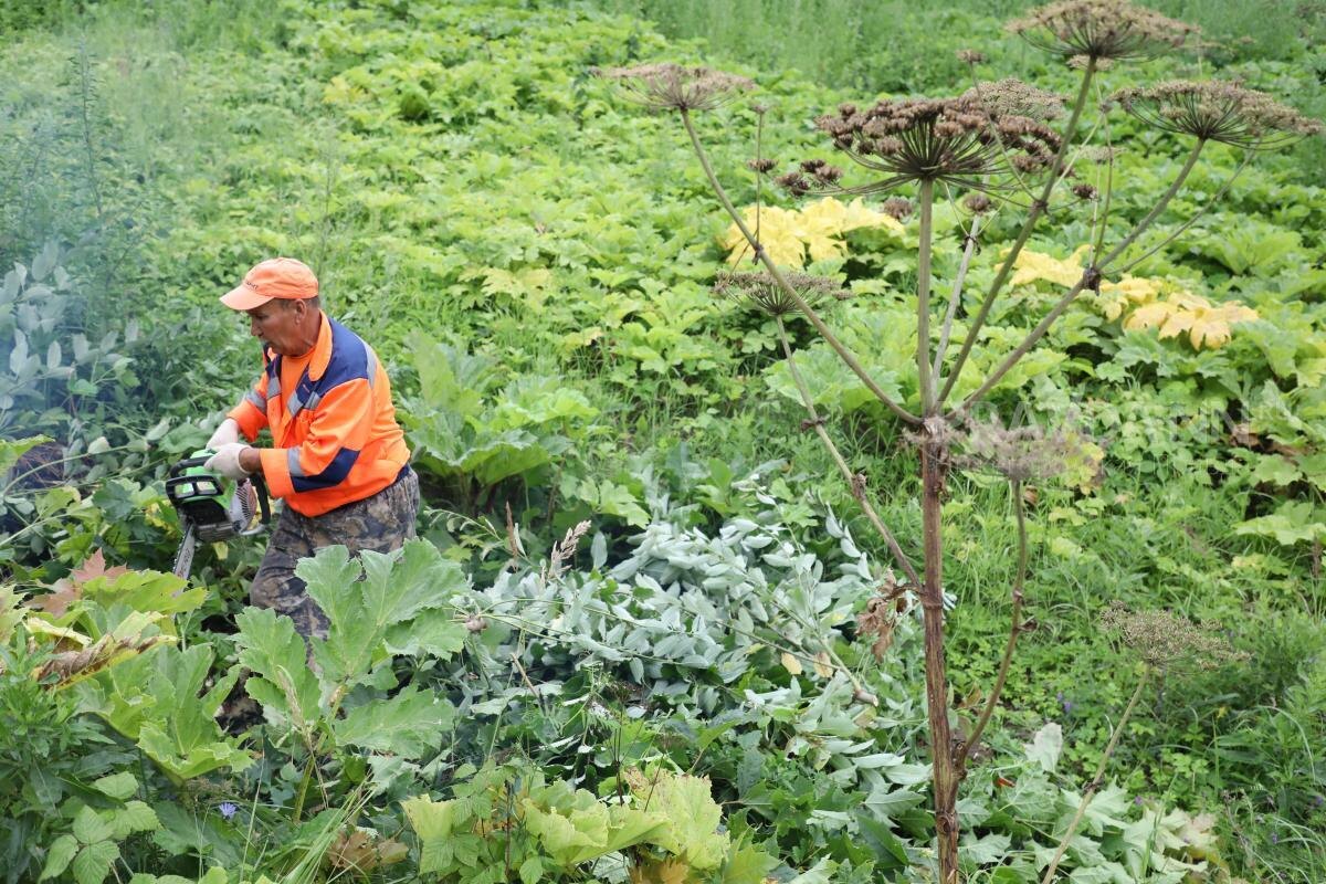    От ожогов борщевика страдают и взрослые, и дети