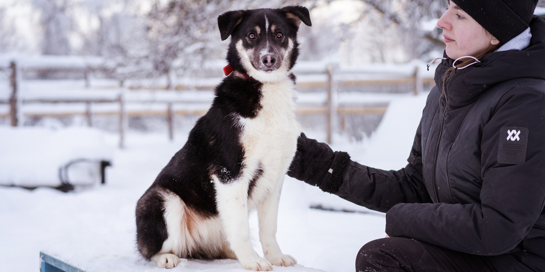 Лада из приюта ищет дом!