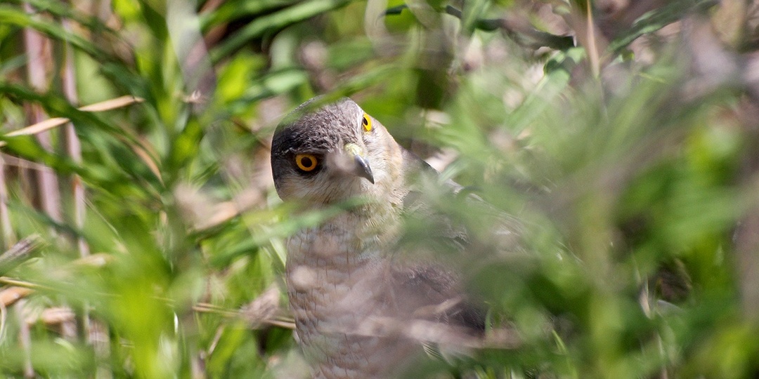 Как Перепелятник у нас обедал и другие встречи с Ястребом.
