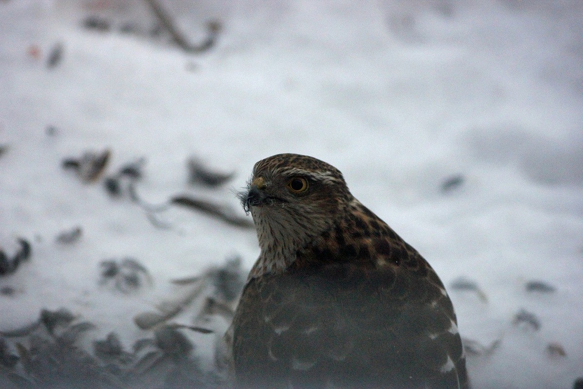 А рыльце-то в пушку!!!
