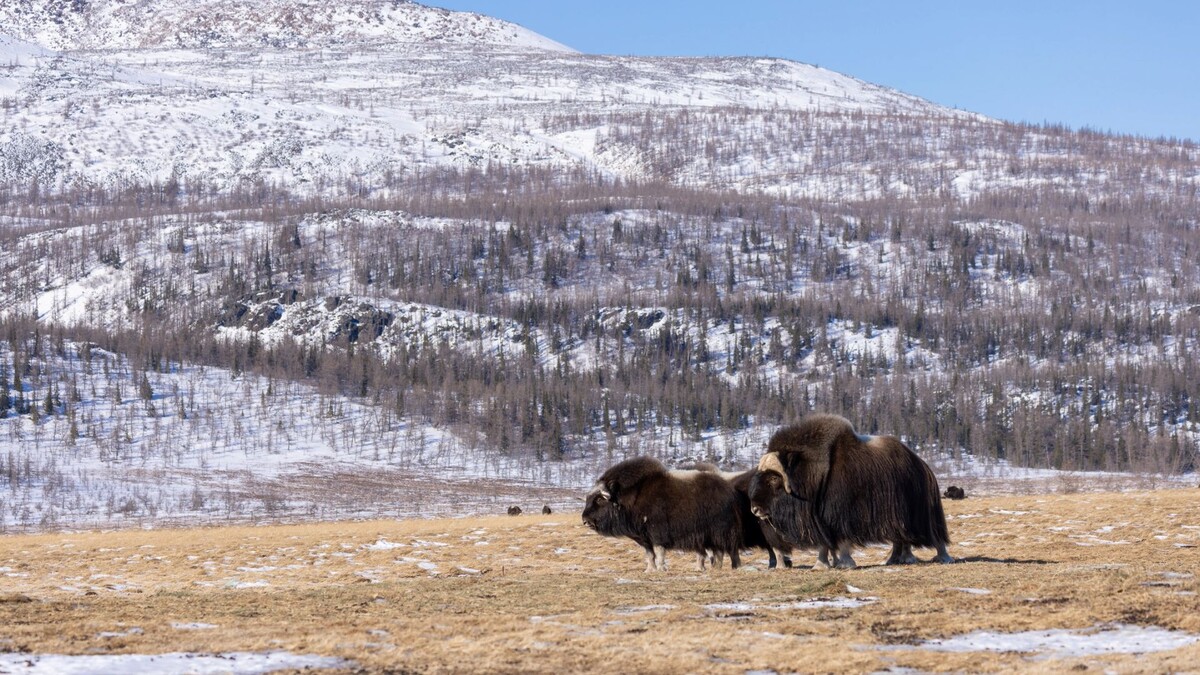    Фото: Федор Воронов/«Ямал-Медиа»