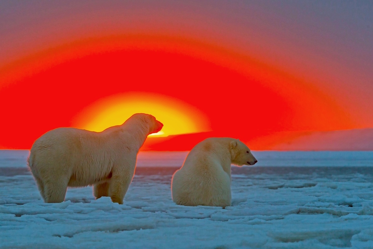 Фото с сайта: https://04varvara.wordpress.com/tag/polar-bear/