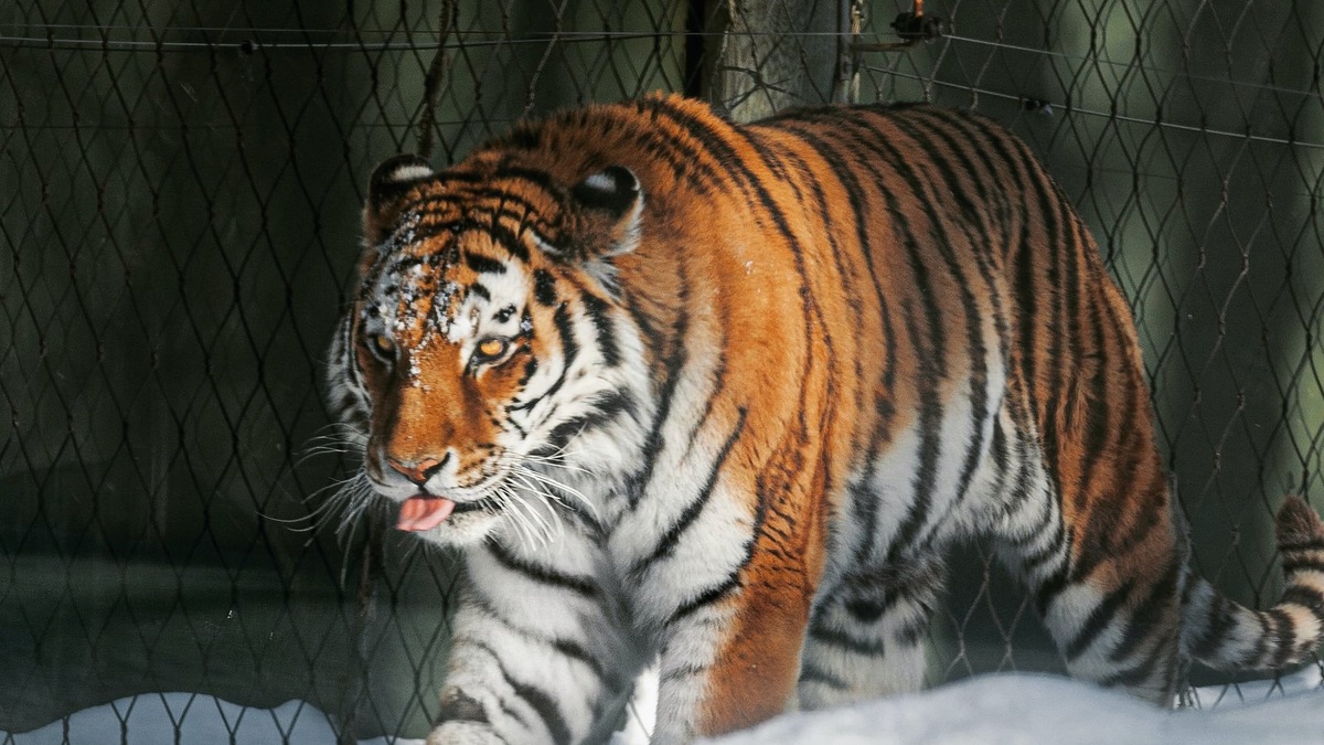    17 лет — порог для многих амурских тигров. Фото несет иллюстративный характер