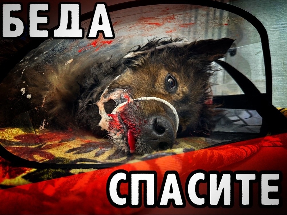 Собаку сильно разорвали, отёки сильные, помогите!