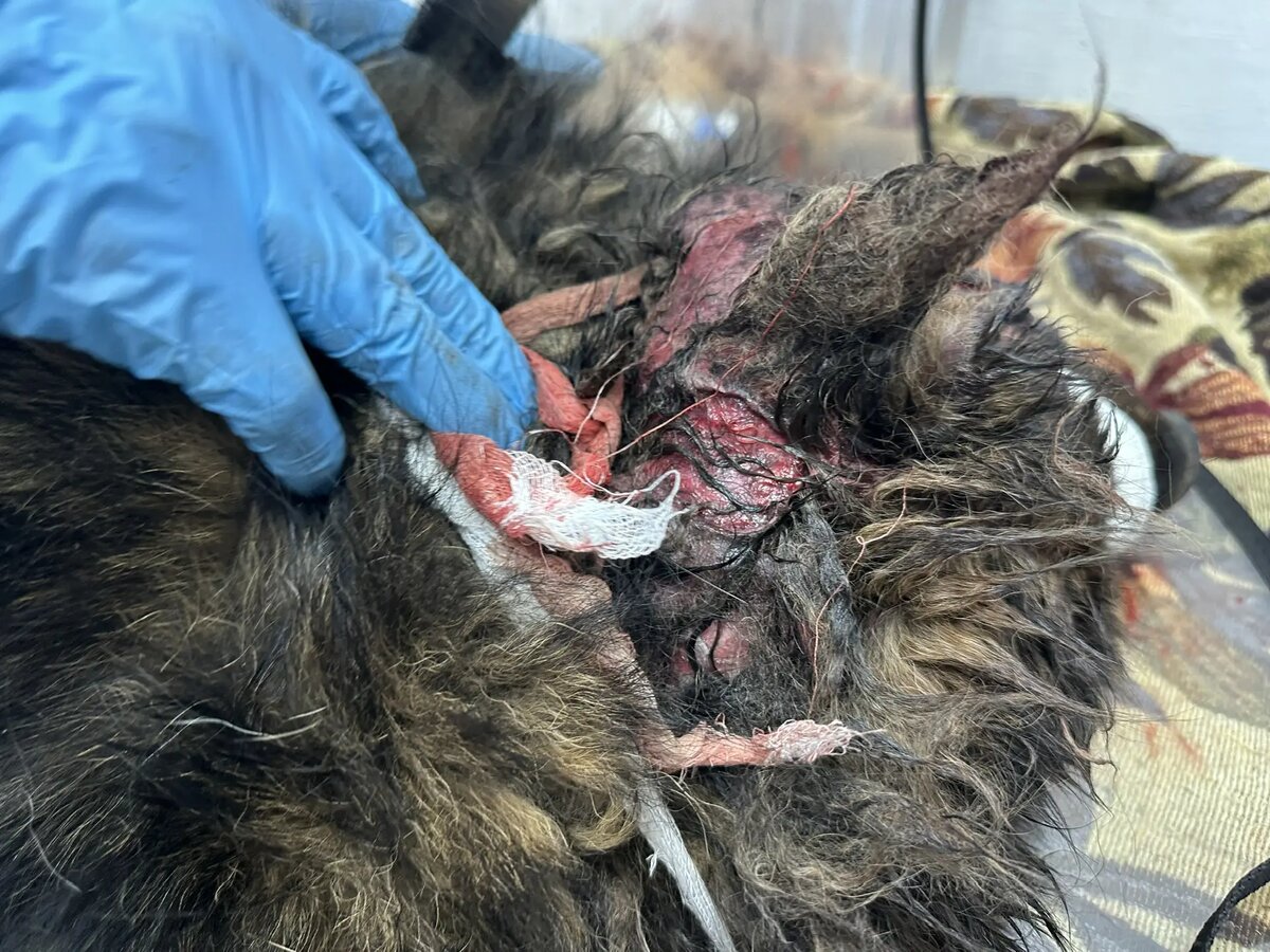  Раны серьезные и из очень много, все на голове и шее. 