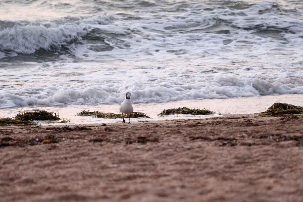    Фото: Борис Кулешов, pixabay.com