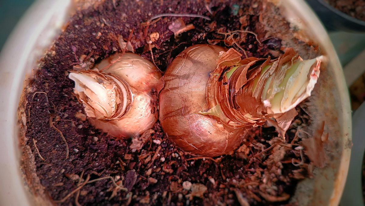 Ну вот так - лук и лук!) А как цветёт!? ❤‍🔥