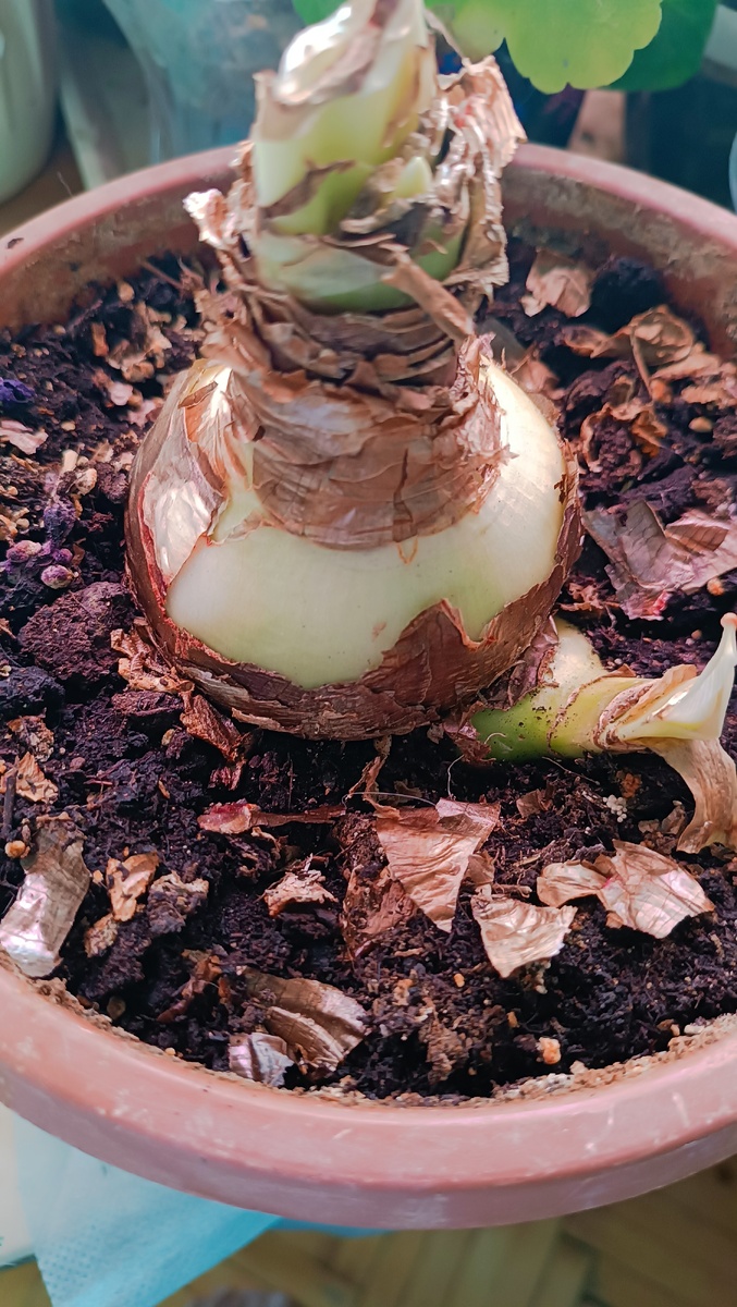 Здесь малышка - первогодка. Ей пока под крылом мамы будет лучше. Я такие мне трогаю-пускай растут. 🤗