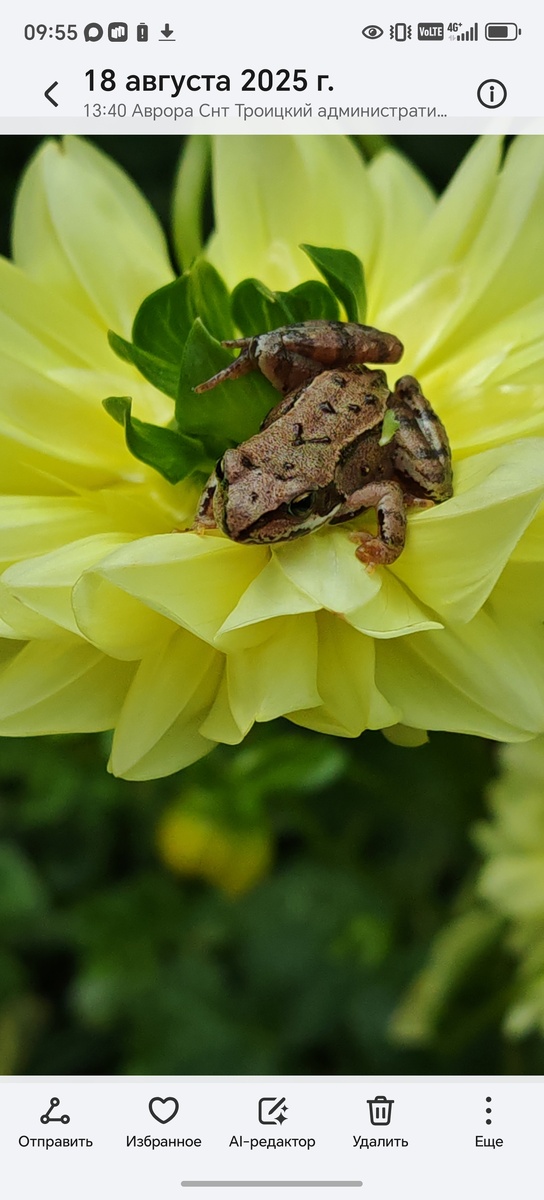 Это фото я сделала летом на даче. Я увидела лягушонка 🐸 и решила сделать ему фотосессию. Я искала места для фото.. Я фоткала его м в бочке плавающем, и на дорожке ну везде. Потом мне в голову пришла идея сфоткать лягушонка на цветочке ! Получилось очень красиво! Это фото передает красоту природы... Видно что цветок маленький но красивый ... На нем сидит маленький лягушонок...