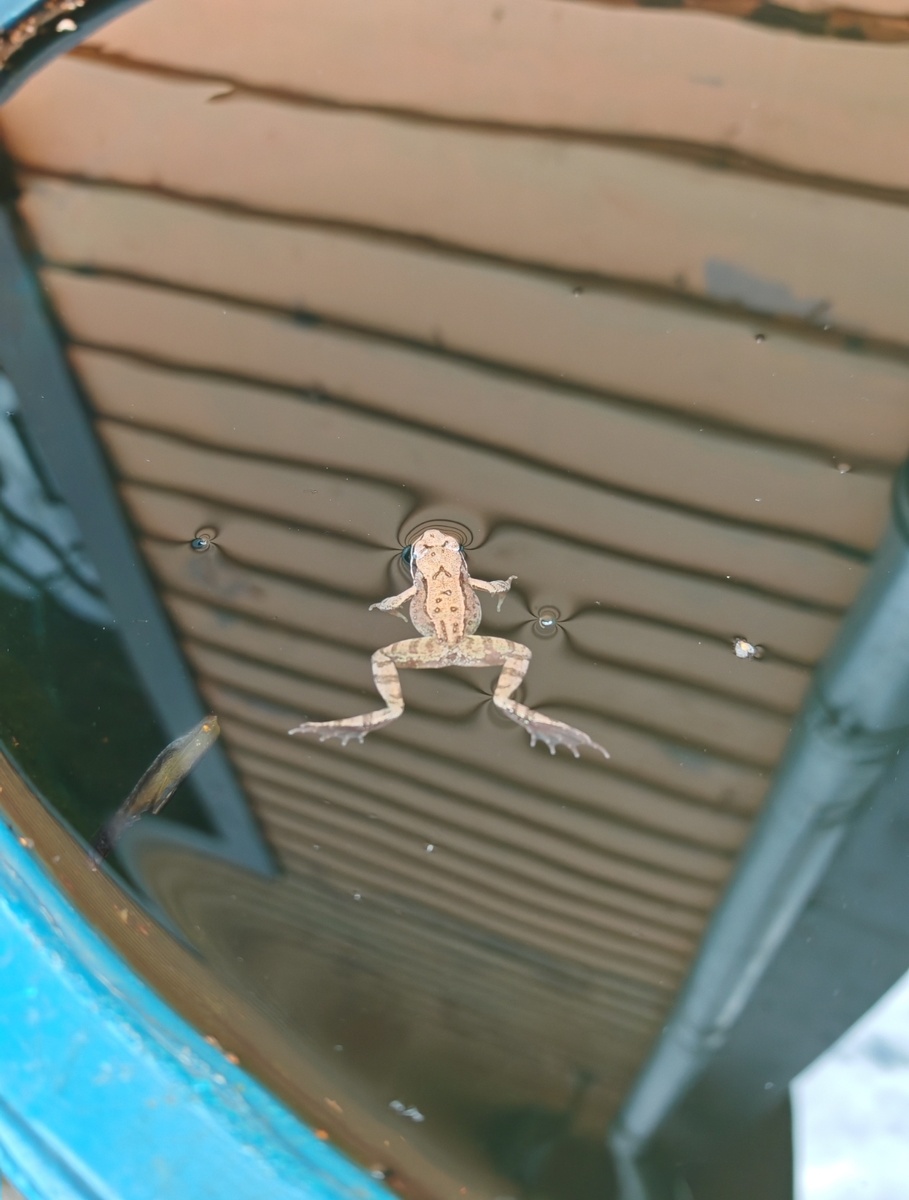 Вот лягушонок 🐸 с которым я выкладывала фотку там где он на цветочке. Я говорила что фоткала его еще и в бочке. Вот эта фотка. Там очень милый лягушенок.