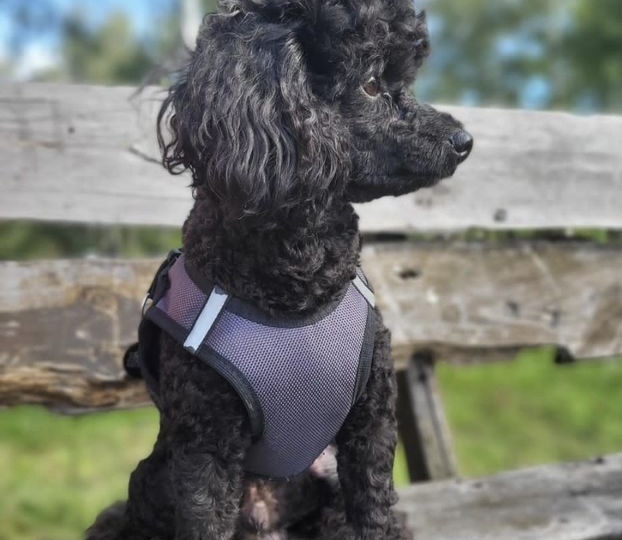 Выбираем пуделя: той, карлик, малый или королевский — и почему размер здесь решает больше, чем кажется