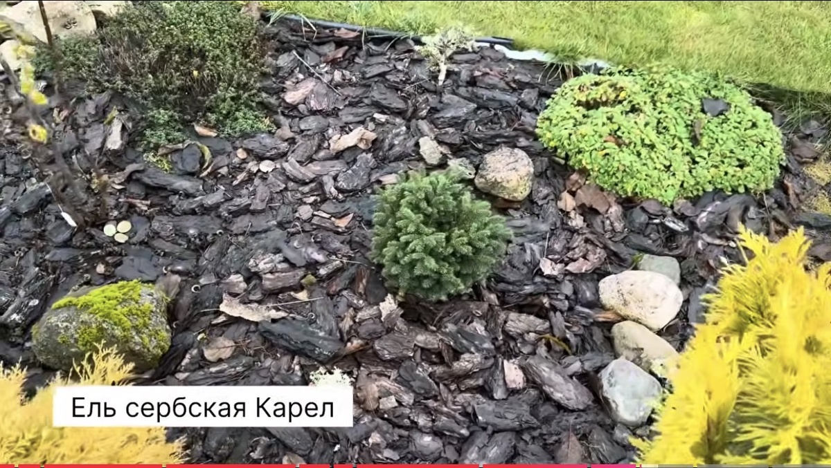 Ель Карел в центре 