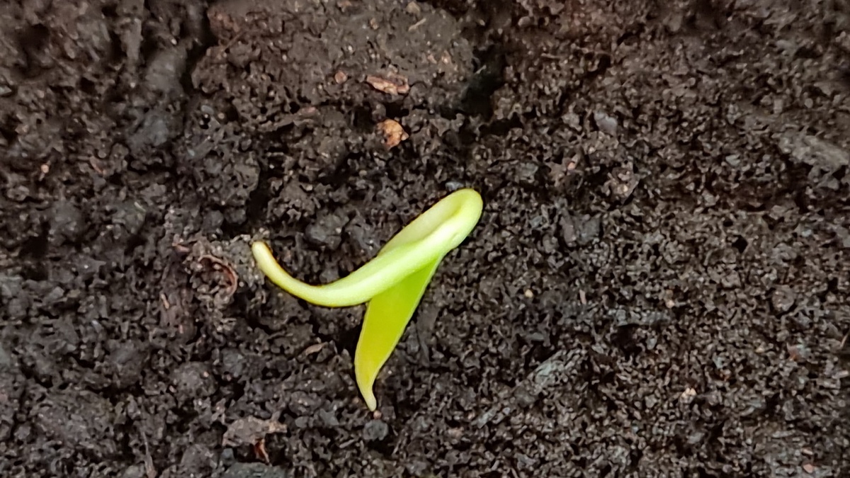 5 важных процедур после появления петельки всходов перца: Как вырастить крепкую рассаду перца. Фото автора 