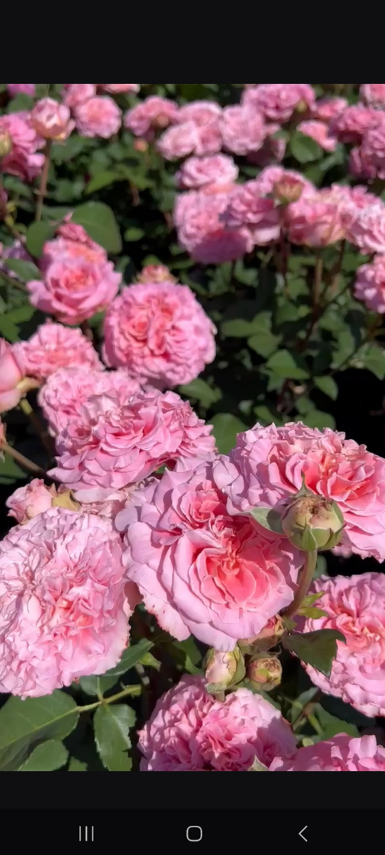 Эшли розовая.