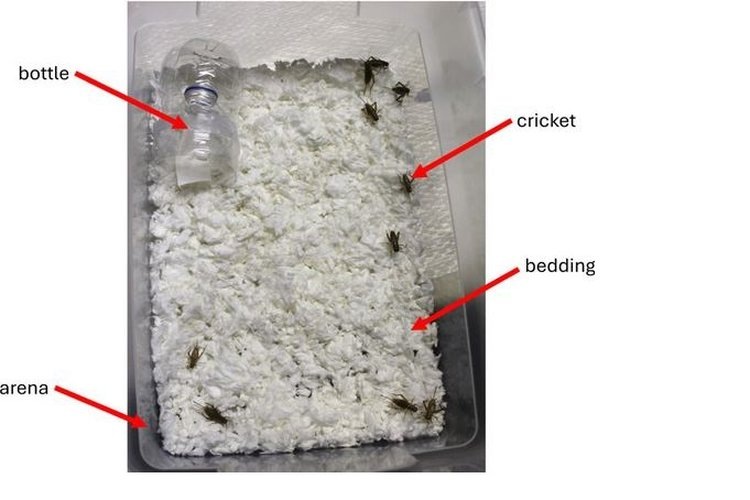   Фото: Кафедра биологических наук, Университет Таусона, США