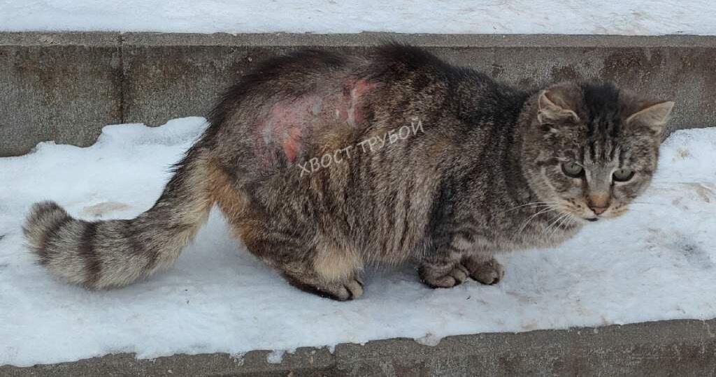 В Курске бездомные кошки получают ожоги, пытаясь согреться в теплотрассах
