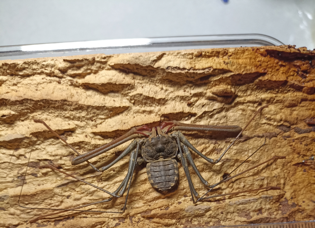 Мой фрин Euphrynichus bacillifer после 5-6 линьки. 