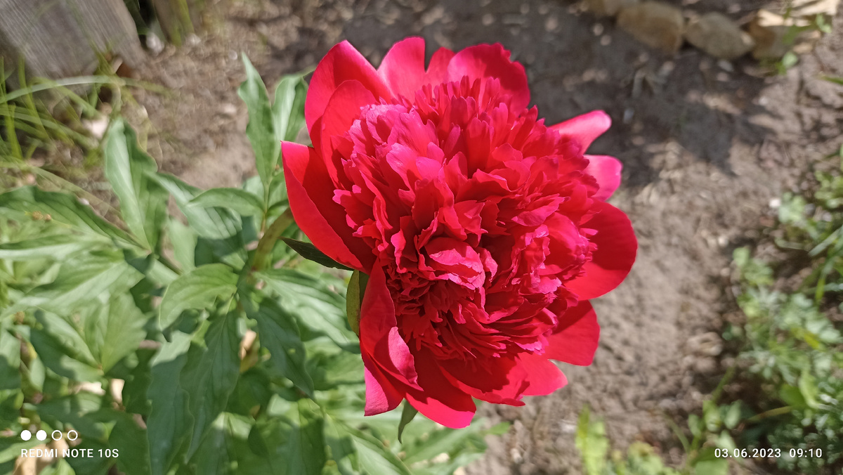 Мой пион. Фото автора.