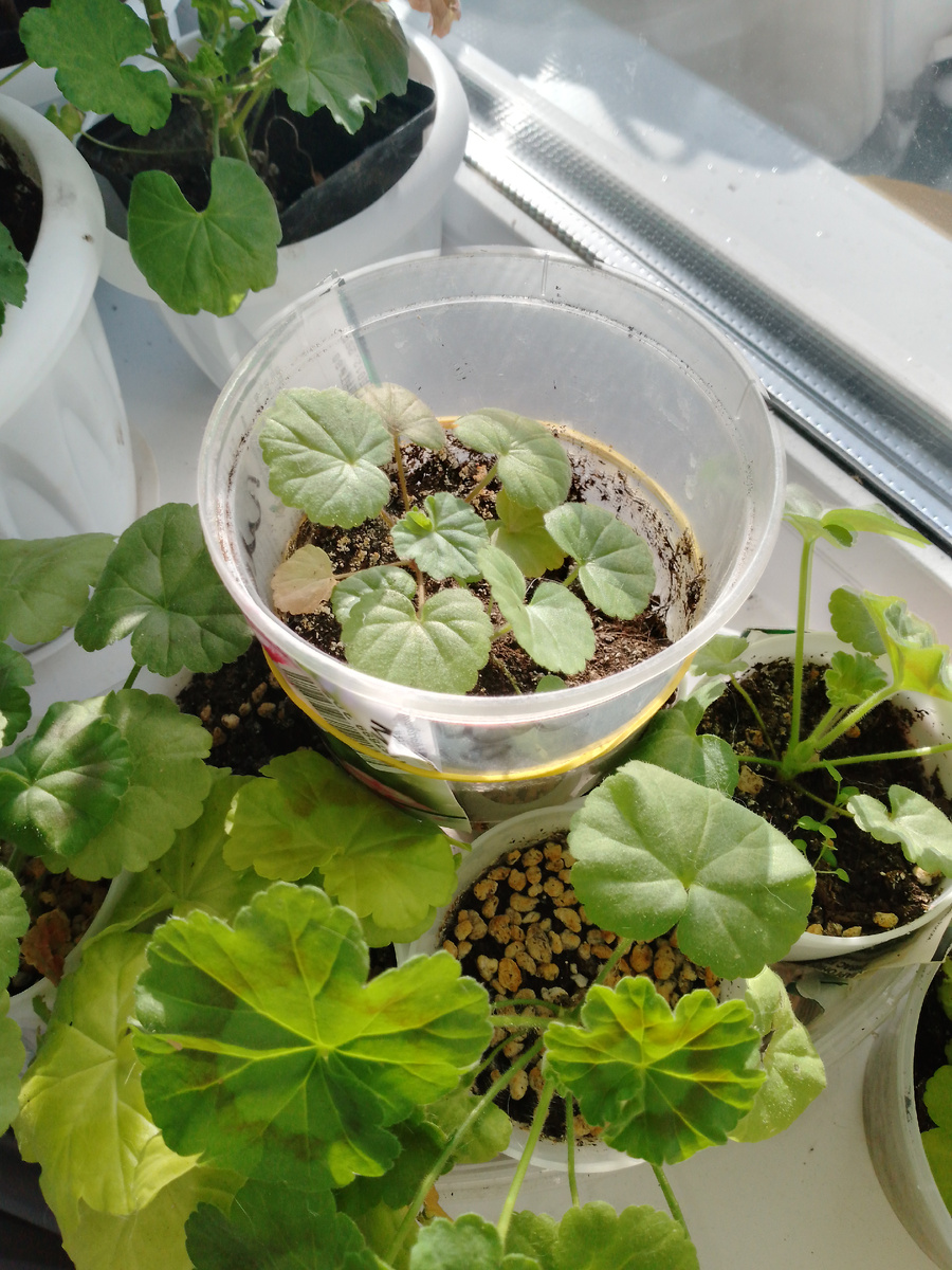 Их уже пора пересаживать в добрые горшки. Займусь на следующей неделе