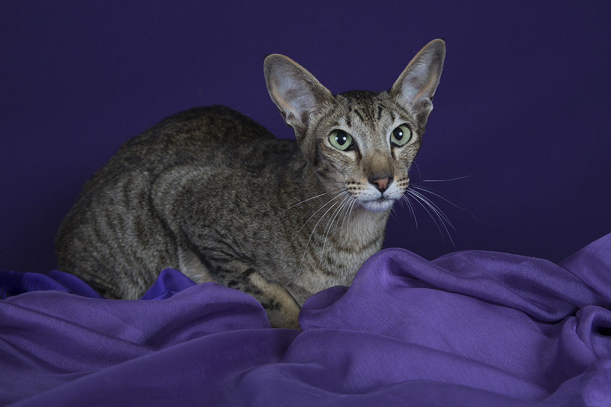 Фото с сайта: https://media.halvacard.ru/domashnie-zhivotnye/orientalnaia-koska-aristokratka-s-dobrym-serdcem