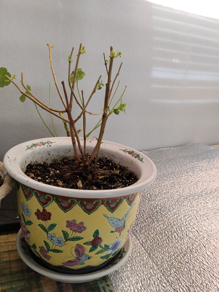 Фуксия. Фото автора. 