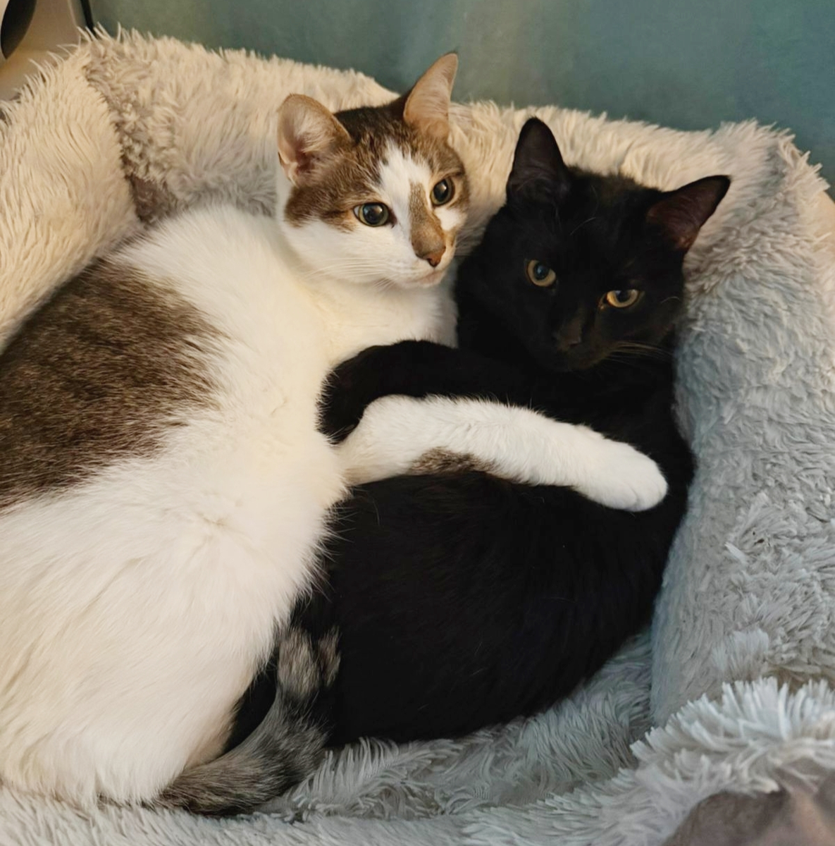 Выпускник Скрудж