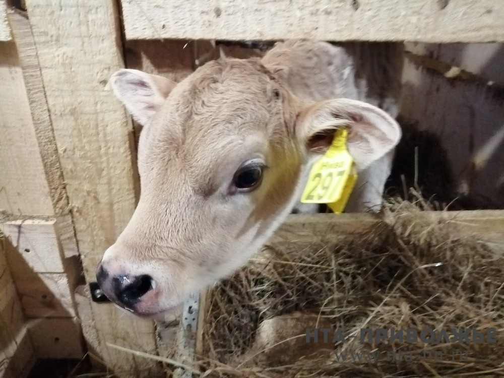    Животноводческие предприятия Приволжья нарастили выпуск в конце 2025 года