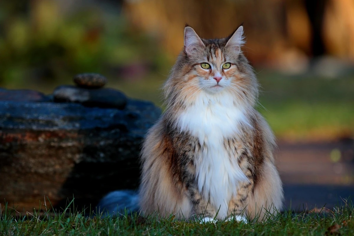 Фотос сайта: https://animal-simulator.fandom.com/wiki/Norwegian_forest_cat