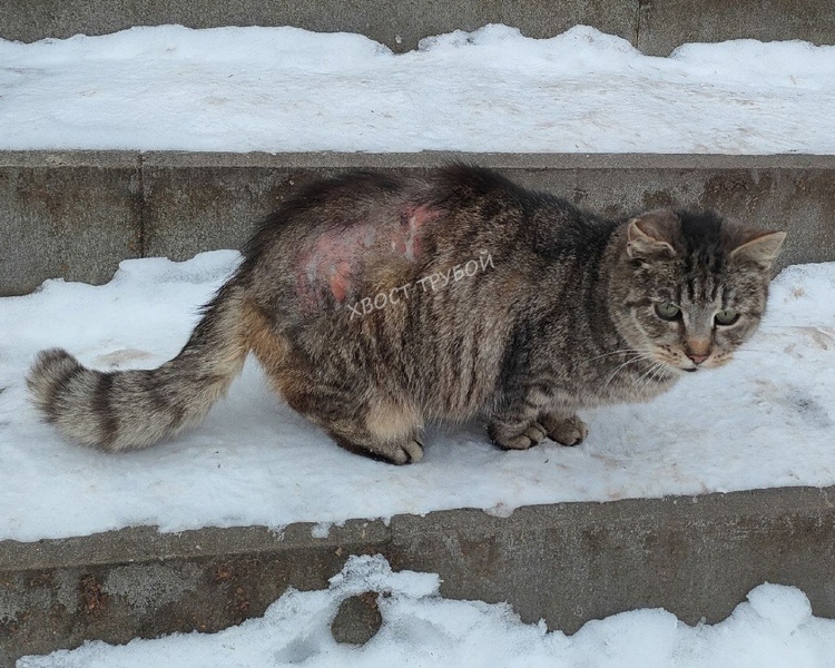     В Курске бездомные коты получают термические ожоги, забираясь в теплотрассы