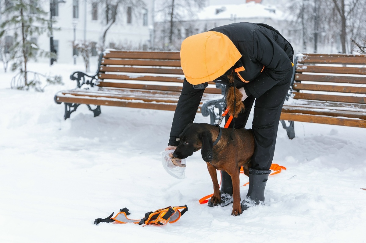 На фото: выпускница питомника Красивая Счастливая Жизнь Кейли