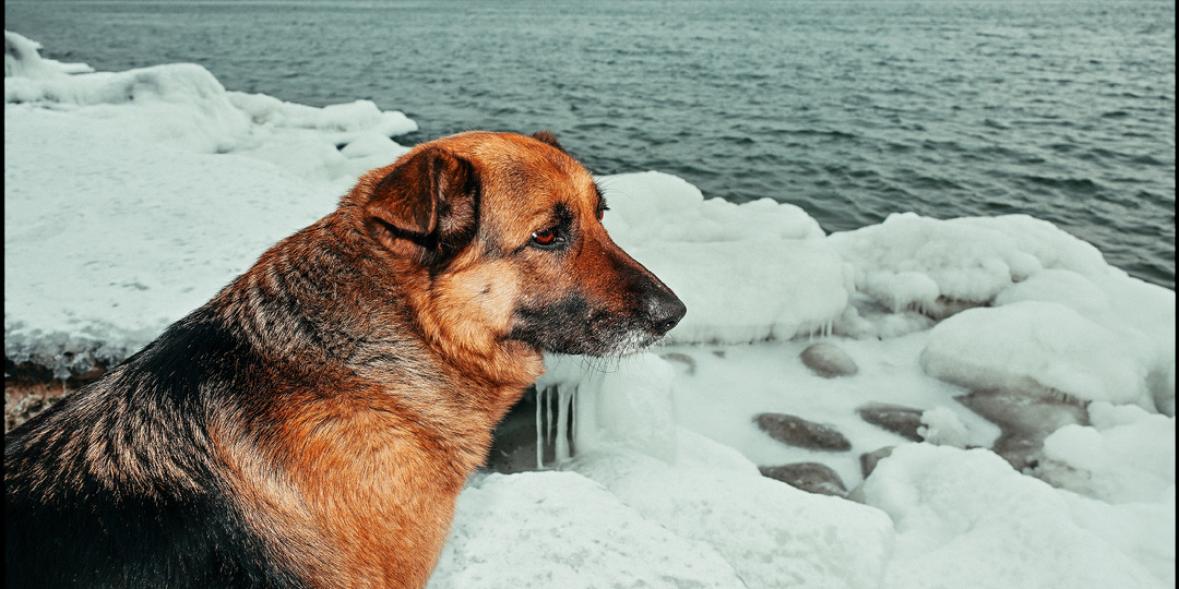 Замерзший Балтийск без туристов, но с собакой. Часть I. Путешествия по Калининградской области