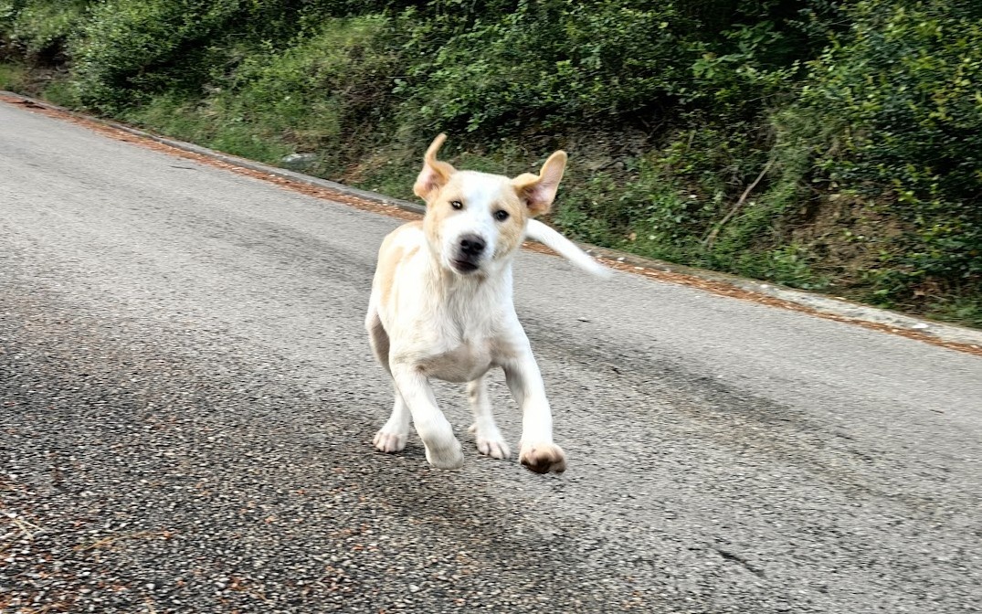 Собака-веселяка черногорская, самовыгульная. 