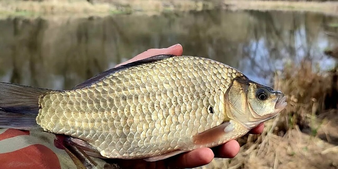 Секреты ловли карася весной после зимы.