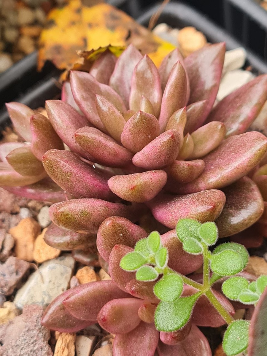 Летом на улице. Lenopetalum Chocolate Gold. Sunny kid | Succulent