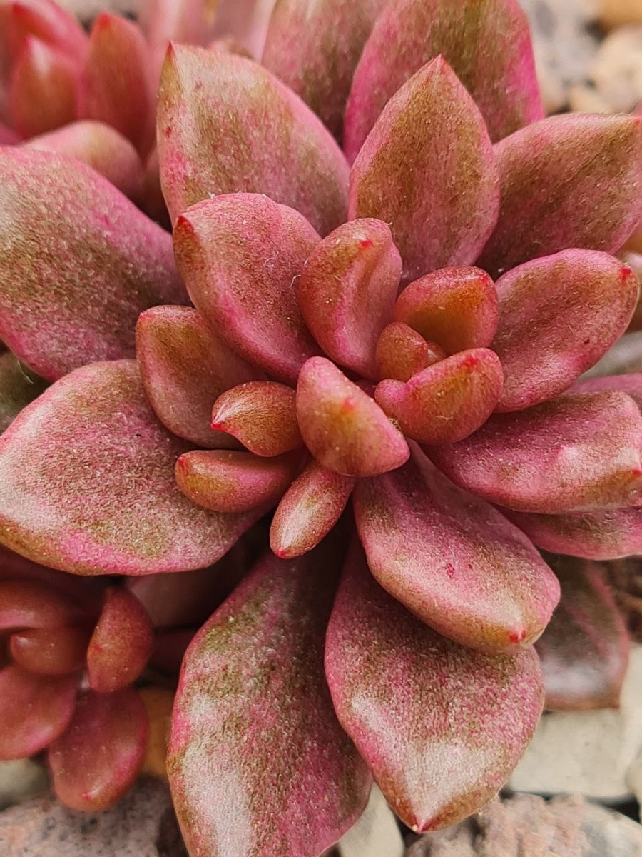 Lenopetalum Chocolate Gold. Sunny kid | Succulent