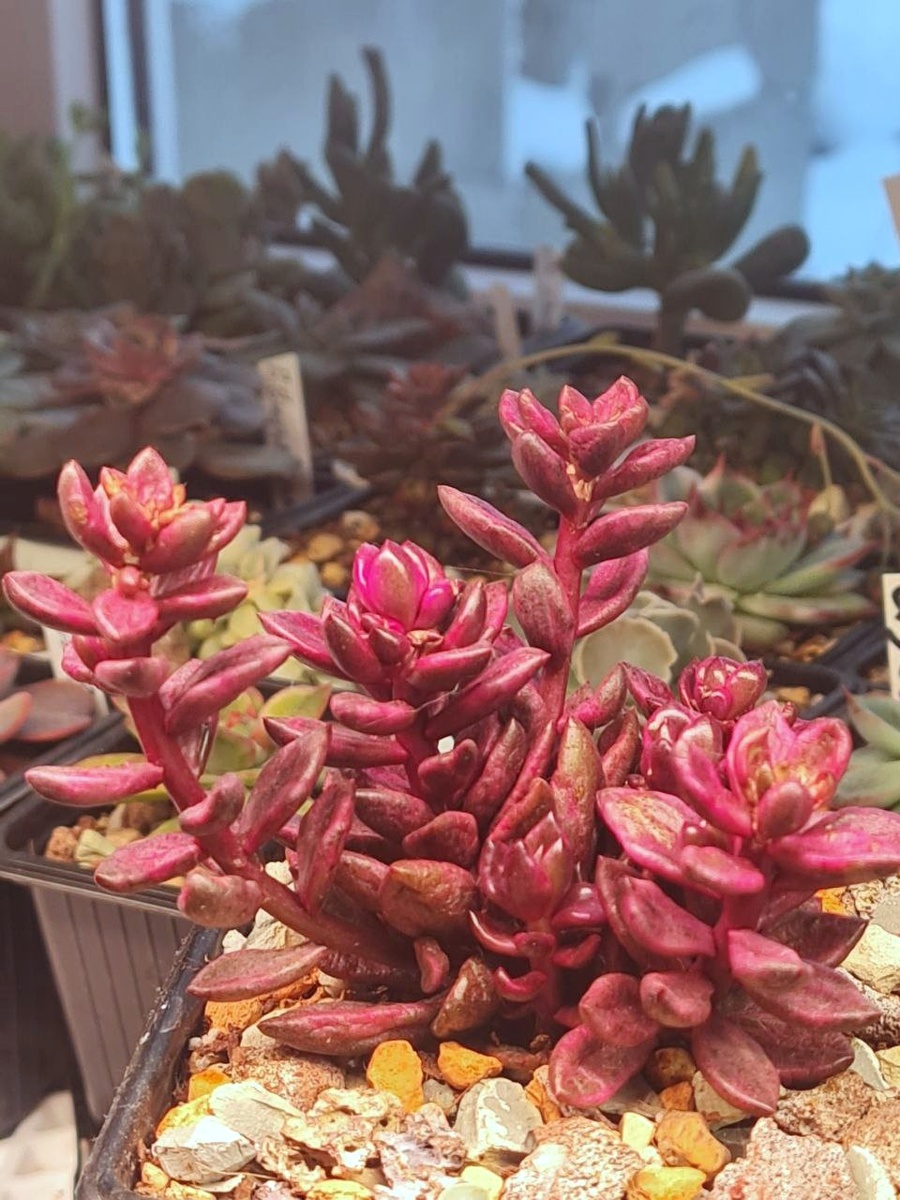 Lenopetalum Chocolate Gold. Sunny kid | Succulent