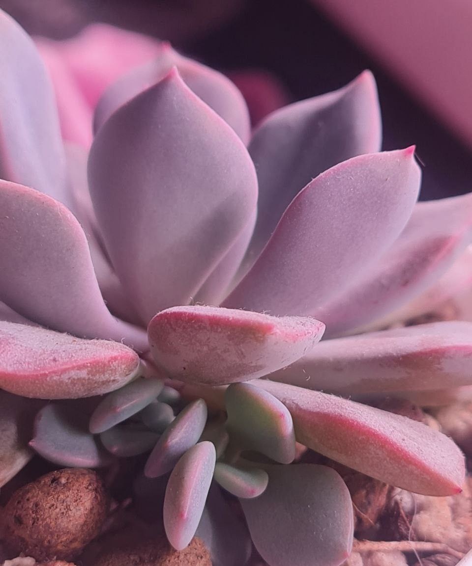 Под лампами. Graptoveria ‘Debbie’. Sunny kid | Succulent