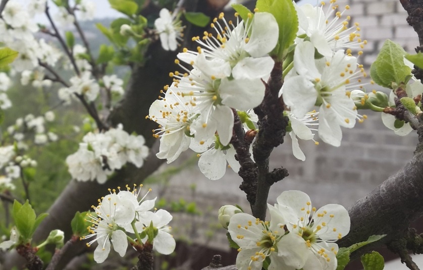 4 шага: Весенняя обработка сада. Подробный и понятный план здорового старта нового сезона