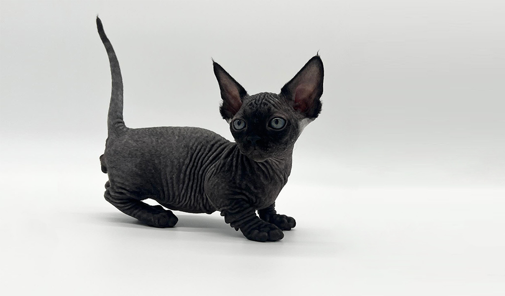 Фото с сайта: https://lapkins.ru/cat/minskin/