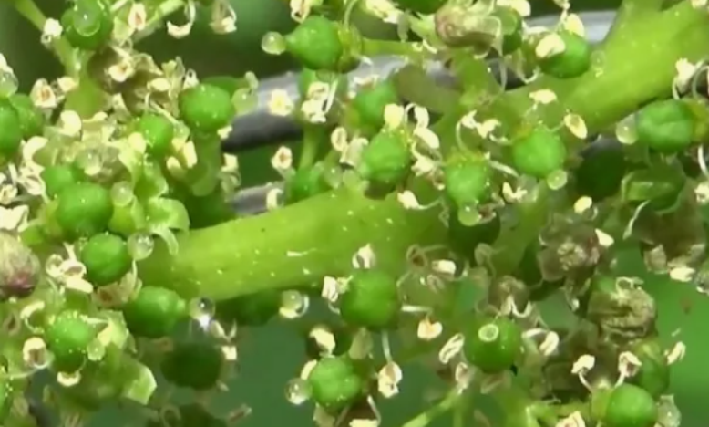 Женкие цветки имеют хорошо развитый пестик. И недоразвитые тычинки. Они загнуты вниз. Считается, что их пыльца стерильна