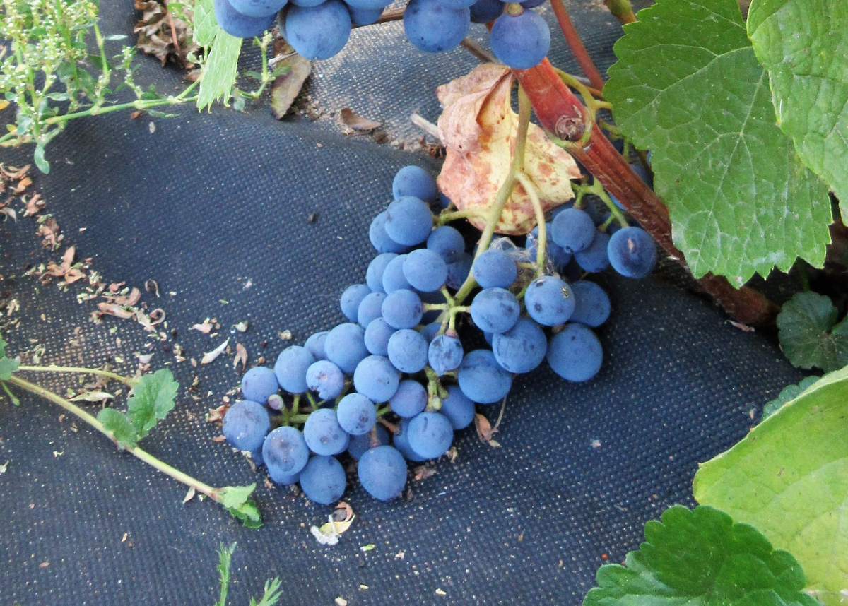 Апомиктичная форма автора. Сок окрашен, Сахар 20%, кислота 8г/л. Похоже, годится на вино