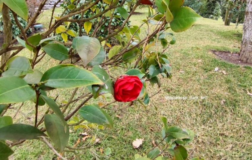 Яркие бутоны алой камелии распустились в парке Галицкого