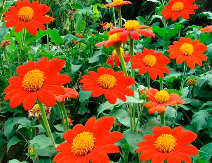 Цветок титония