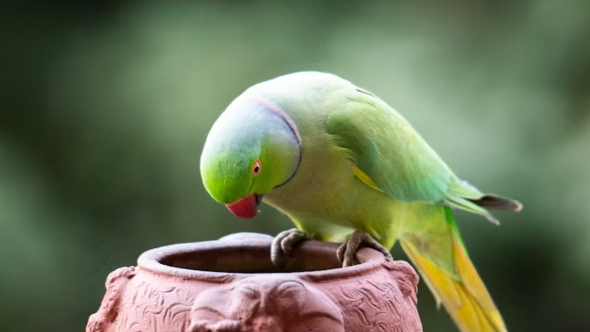    Профессор Кристин Далин изучала коммуникацию попугаев в их естественной среде обитания на протяжении трех лет