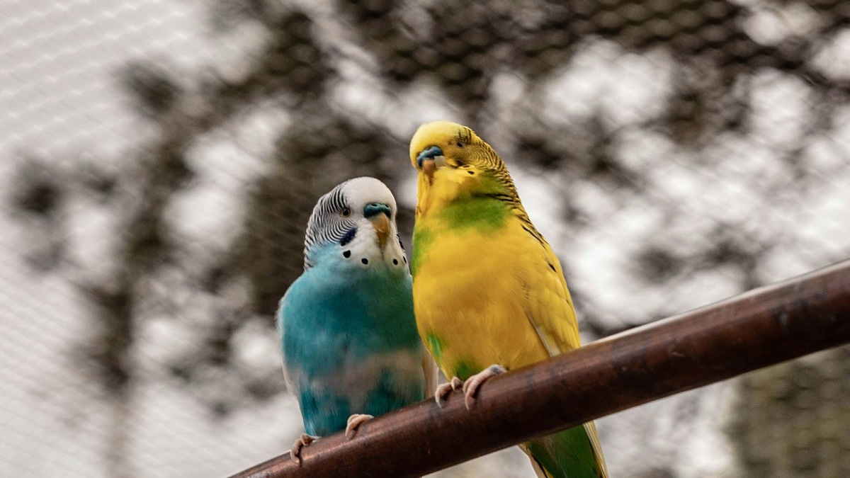    Вокальные дуэты требуют от попугаев постоянного внимания и мгновенной реакции на действия партнера