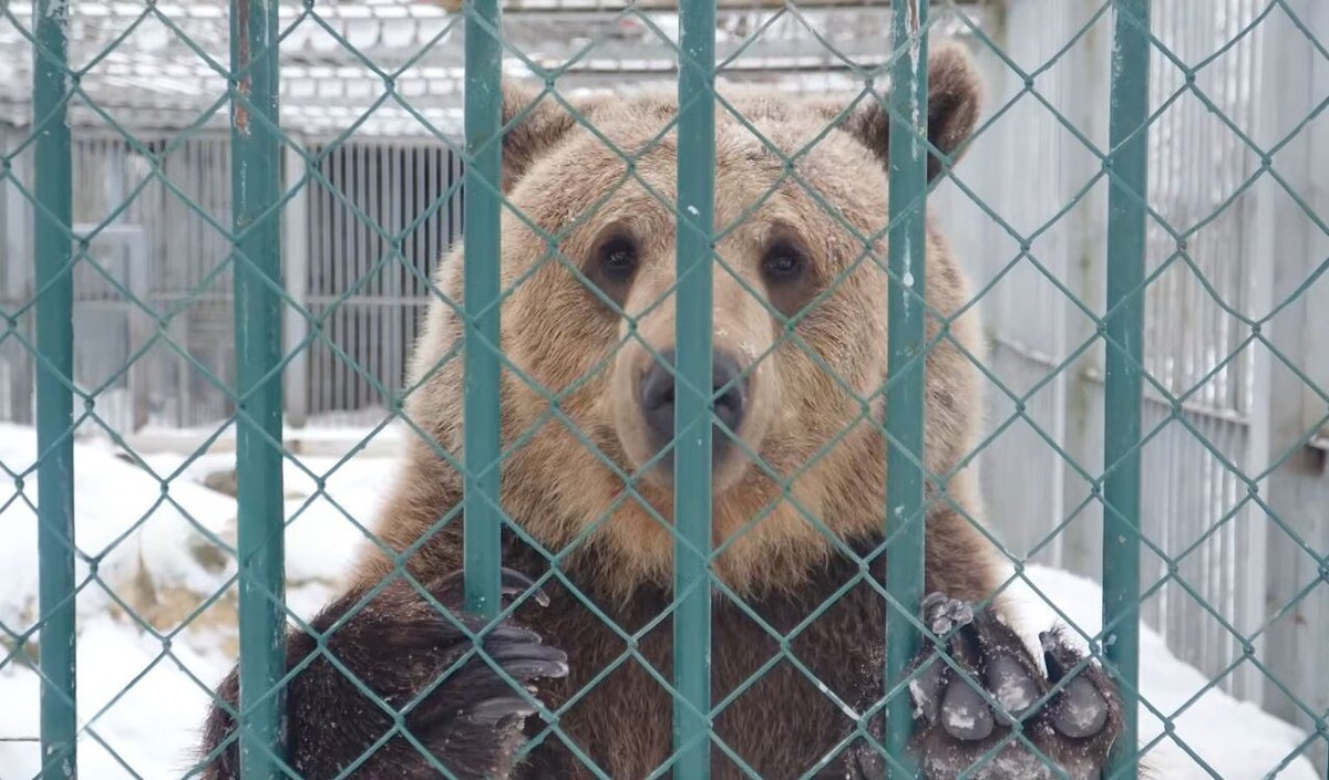 Медведица Ягодка Могилевском зоосаде. © СТВ