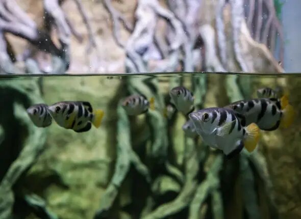    Фото: primamedia.ru Валерия