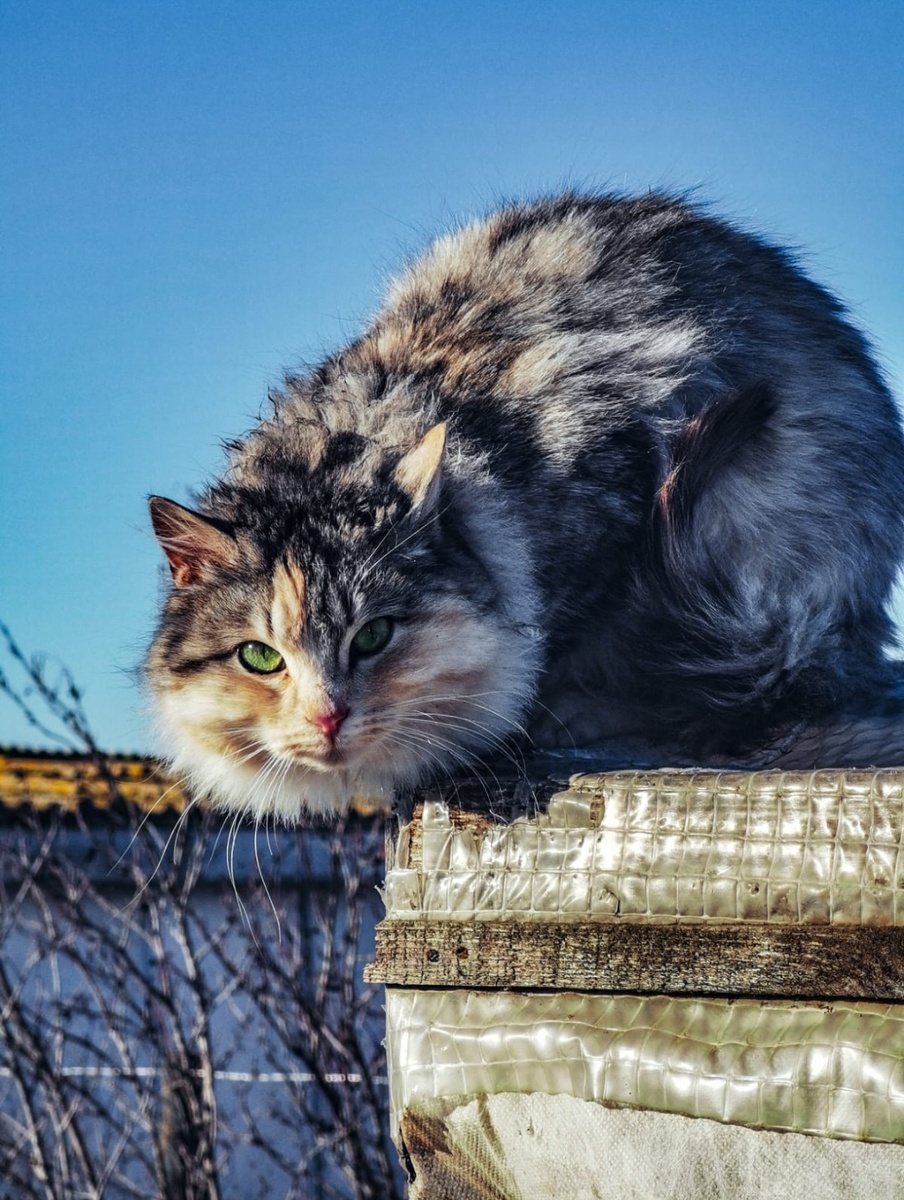 Пушинка гуляет